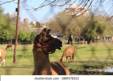 Llamas In A Pen At The Veterinary School Of Buenos Aires