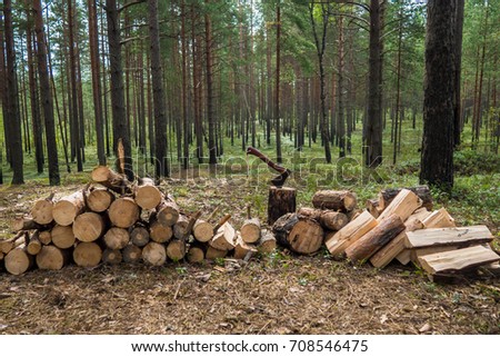 Llumberjack chopped the tree trunks for firewood with an axe. The texture of cut wood. Hiking fuel fuel for camping.  Natural chopped wood.
