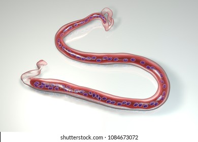 Loa loa, a roundworm nematode, the causative agents of Loa loa filariasis, 3D illustration showing presence of sheath around the worm and continous nuclei in the tail tip