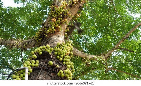 87 Loa fruit Images, Stock Photos & Vectors | Shutterstock