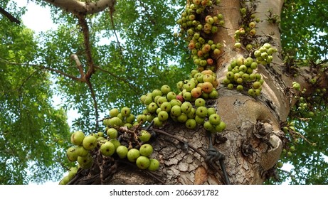 87 Loa fruit Images, Stock Photos & Vectors | Shutterstock