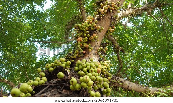 Loa Tree Ficus Racemosa Dense Fruit Stock Photo (Edit Now) 2066391785