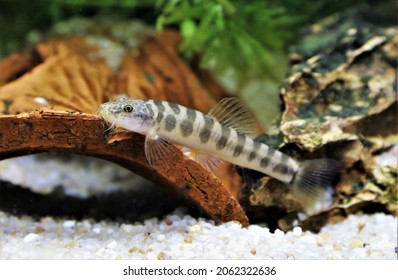 A loach fish (Schistura spilota) is lying still in freshwater aquarium with aquatic plants background. it is freshwater ornamental fish native to Thailand, spread all over Southeast Asia.