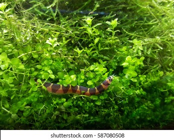 Loach Selective Focus Image. Cypriniformes Is An Order Of Ray-finned Fish, Including The Carps, Minnows, Loaches And Relatives. They Are Most Diverse In Southeastern Asia.