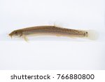 loach in white background