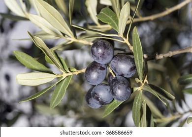A load of black mature olives, Olea europaea, on a sprig - Shutterstock ID 368586659