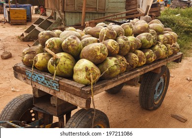 Load Of Coconuts In Ghana West Africa