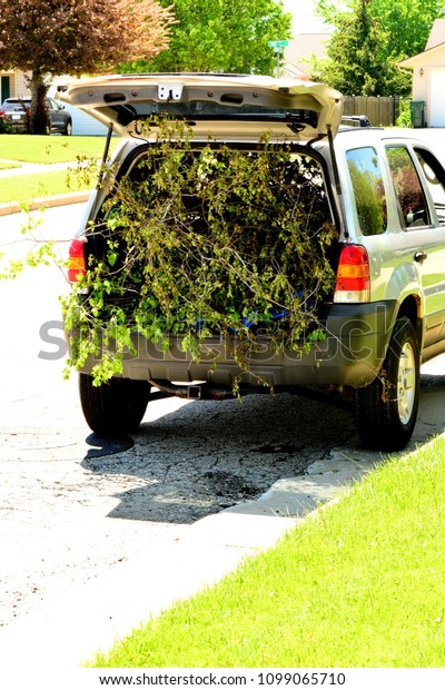 Loaded SUV truck with yard waste and \
trimmings to take to collection drop off location or site.  \
Branches loaded into an SUV take to drop off\
station