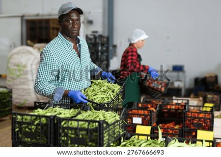 Loader dragging boxes of beans in a vegetable processing factory