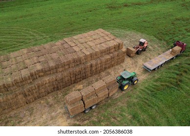 Loader At Unload Round Bales Of Straw From Hay Trailer. Store Hayat Farm. Hay Forage Feed For Beef And Dairy Cattle. Making Hay In Autumn On John Deere Tractor. Russia, Smolensk, Sept 17, 2021