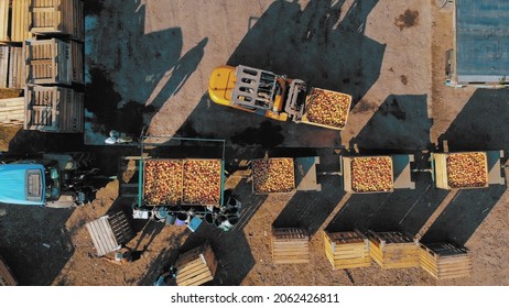 Loading Apples. Apple Farming. Apple Harvest. Apple Crop. Aero, Top Down. Aerial View. Apple Boxes. Unloading And Loading Of Freshly Picked Apples, Their Further Transportation