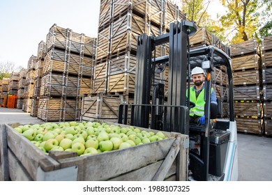 Loading Apples With Forklift, Transport Of Goods To Industrial Production Juice. Fruits And Food Distribution. Millennial Man In Helmet Drives Truck, Lift Up Fruit, On Many Wooden Boxes Background