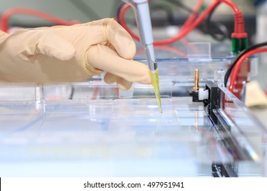 Loading The Blue DNA Samples Into The Agarose Gel For The Separation Of DNA Fragments