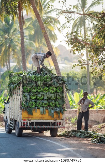 Loading of clusters of green\
bananas on branches on the small truck for transportation to places\
of sale. India, Karnataka, vicinities of Hampi, on January 10,\
2018.