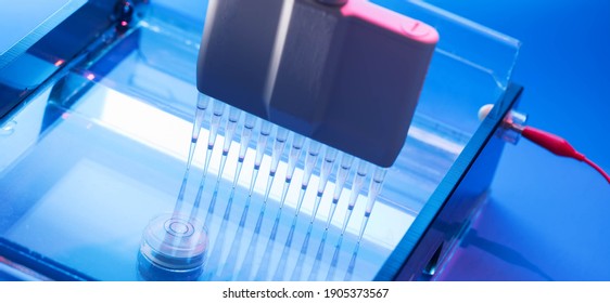 Loading DNA Samples Onto An Agarose Gel For Electrophoresis