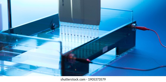 Loading DNA Samples Onto An Agarose Gel For Electrophoresis