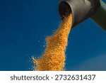 Loading of grain corn in the trailer  from a combine in the field