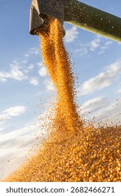 Loading of grain corn in the trailer  from a combine in the field