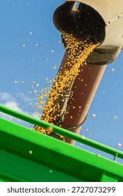 Loading of grain corn in the trailer  from a combine in the field