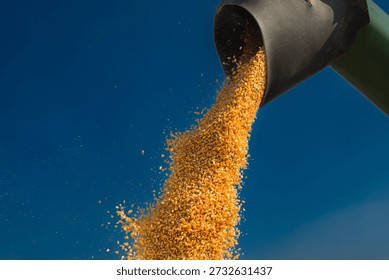 Carga de grano de maíz en el remolque de una cosechadora en el campo