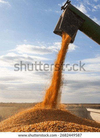 Loading of grain corn in the trailer  from a combine in the field