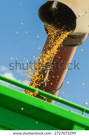 Loading of grain corn in the trailer  from a combine in the field