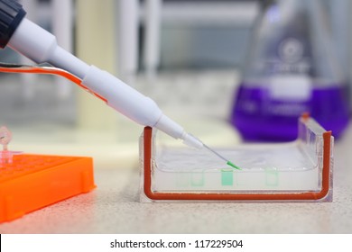 Loading A Sample Into A Gel For Electrophoresis