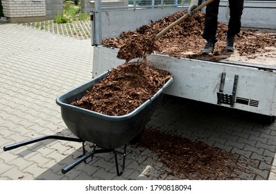 Loading Torture Wood Chips Bark On A Wheelbarrow  With A Shovel From A Car And Delivery To The Garden Where Ornamental Perennial Beds Are Mulched By Gardeners
