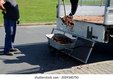 Loading Torture Wood Chips Bark On A Wheelbarrow  With A Shovel From A Car And Delivery To The Garden Where Ornamental Perennial Beds Are Mulched By Gardeners