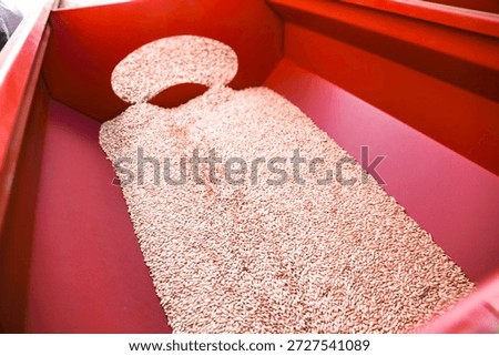 Loading wheat seeds into a planter for sowing season.