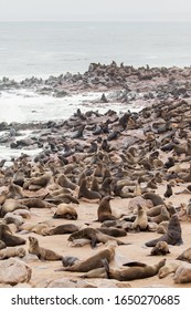 Loads Of Cape Fur Seals At Cape Cross