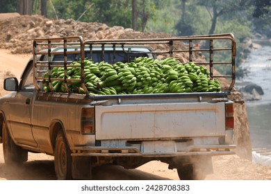 Loads of Green Bananas Loading the back of a pickup truck on a dirt road, farmers are bringing fresh bananas from villages in the forest to sell in the city. - Powered by Shutterstock