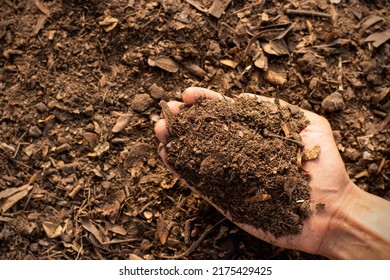 Loam Soil For Cultivation In The Hands Of Men.
