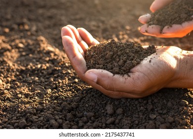Loam soil for cultivation in the hands of men. - Shutterstock ID 2175437741