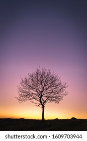 Loan Silhouette Of A Tree Against The Setting Sun.