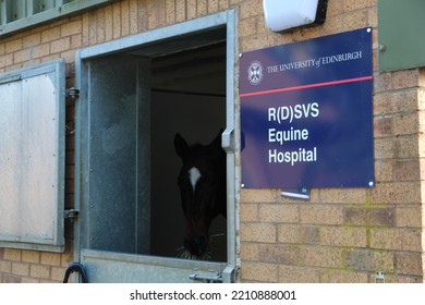 LOANHEAD, SCOTLAND - 06 October 2022 Horse At The Stables Of The University Of Edinburgh Royal School Of Veterinary Studies Equine Hospital In Midlothian