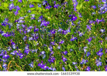 Lobelia - with a sub-cosmopolitan distribution mainly in tropical and warm temperate regions of the world, several species are distributed in cooler temperate regions. They are known as lobelia.