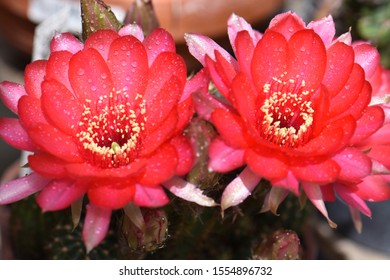 Lobivia Species - Free Flowering Cactus Species.