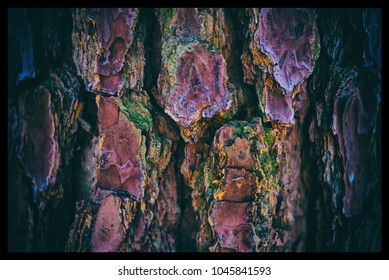 Loblolly Pine, Bark