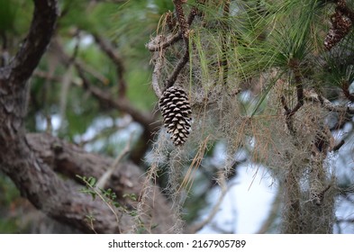 Loblolly Pine (Pinus Taeda) In Central Florida.