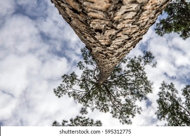 Loblolly Pine Tree