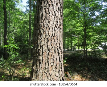 Loblolly Pine Tree In Forest