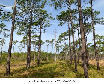 Loblolly Pine Tree And Grass Savannah In A Forest