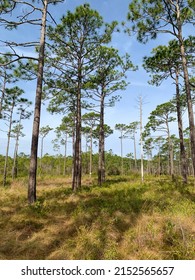 Loblolly Pine Tree And Grass Savannah In A Forest