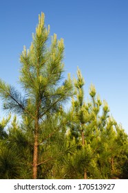 Loblolly Pines (Pinus Taeda)