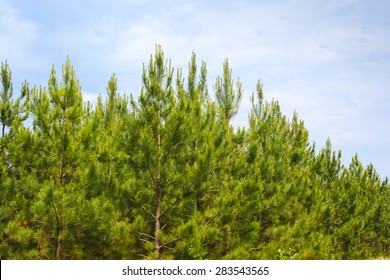 Loblolly Pines (Pinus Taeda)