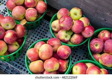 Lobo Apples In A Basket At The Market