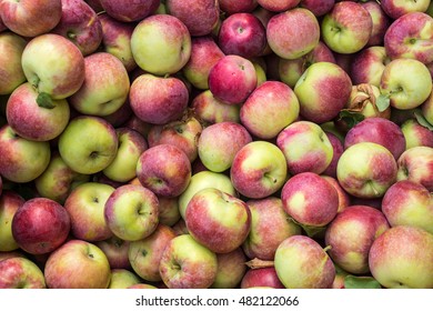 Lobo Apples At The Market