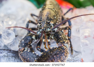 lobster