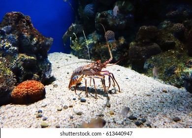 Lobster in Aquarium 
